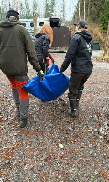 Metsäpeuran siirto tarhasta kuljetusautoon