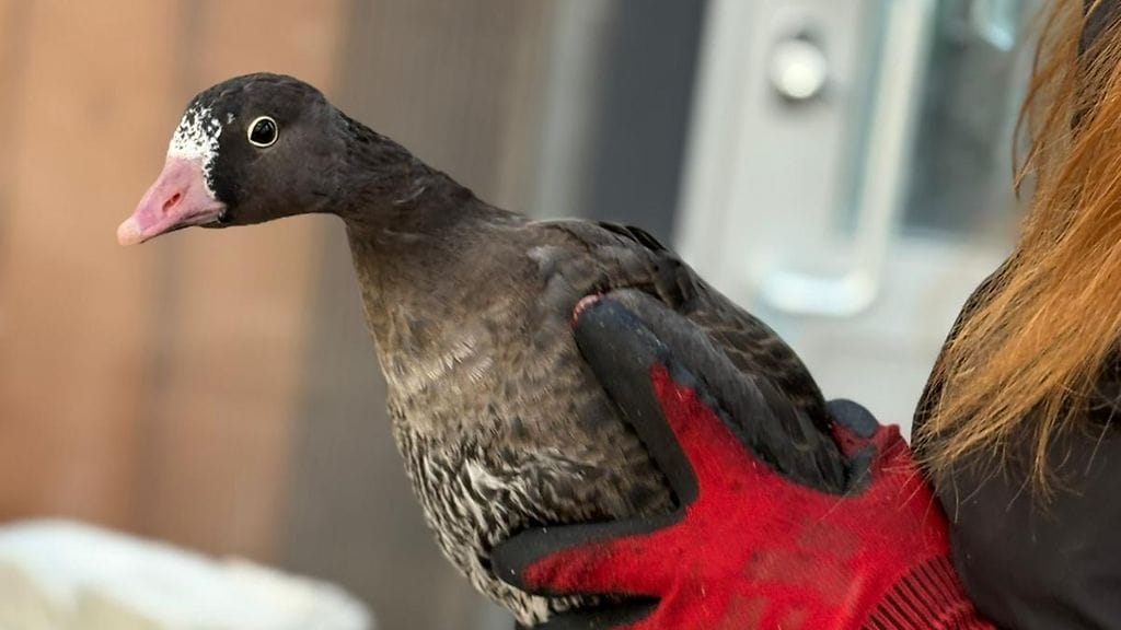 Tänä kesänä Ähtärissä kuoriutunut kiljuhanhi jatkaa eloaan nyt Korkeasaaressa.