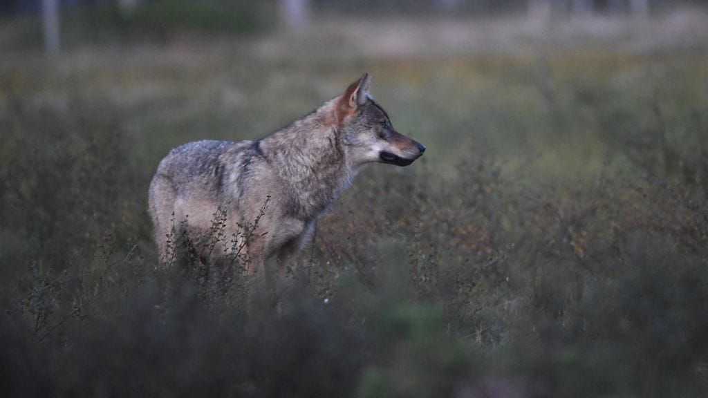 Auto törmäsi suteen Porintiellä Maalahdessa. Kuvituskuva.