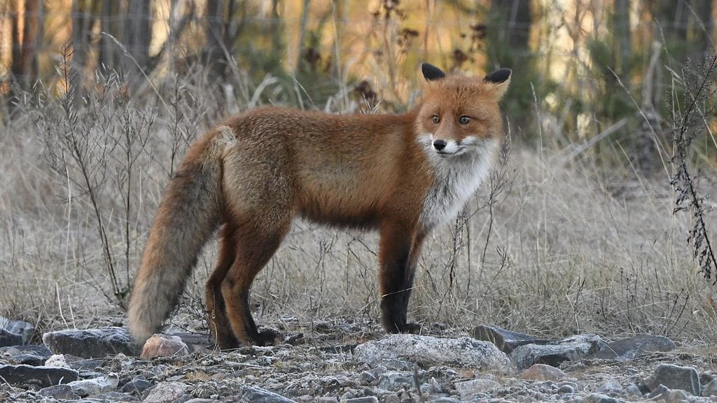 Lintuinfluenssa on tarttunut Suomessa myös kettuun ja saukkoihin. Kuvituskuvaa.