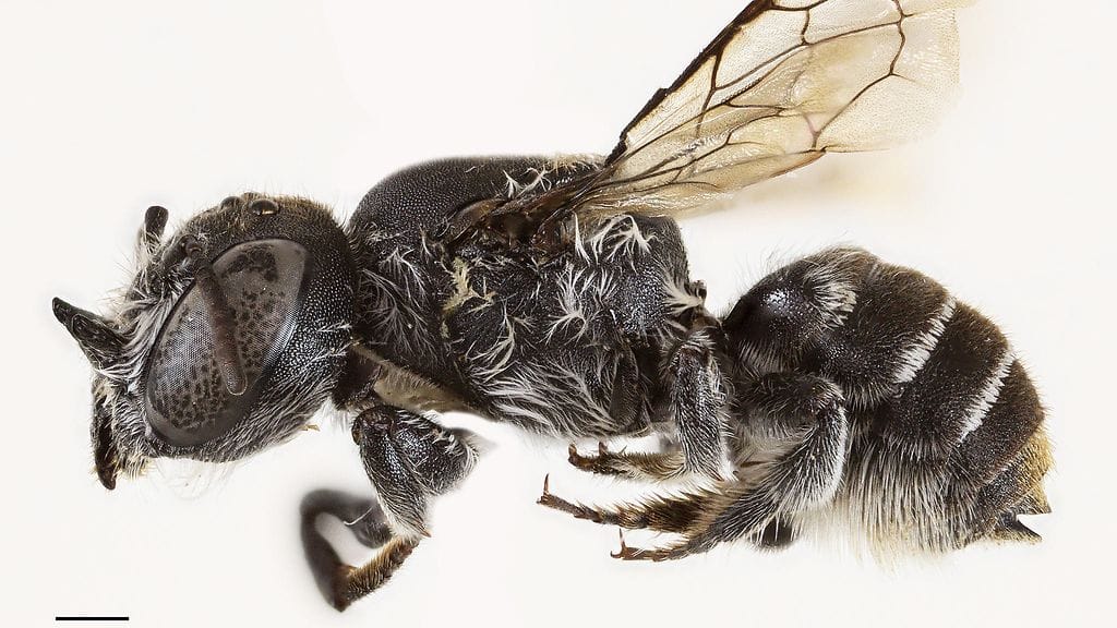 AOP Megachile lucifer 11.11.2025