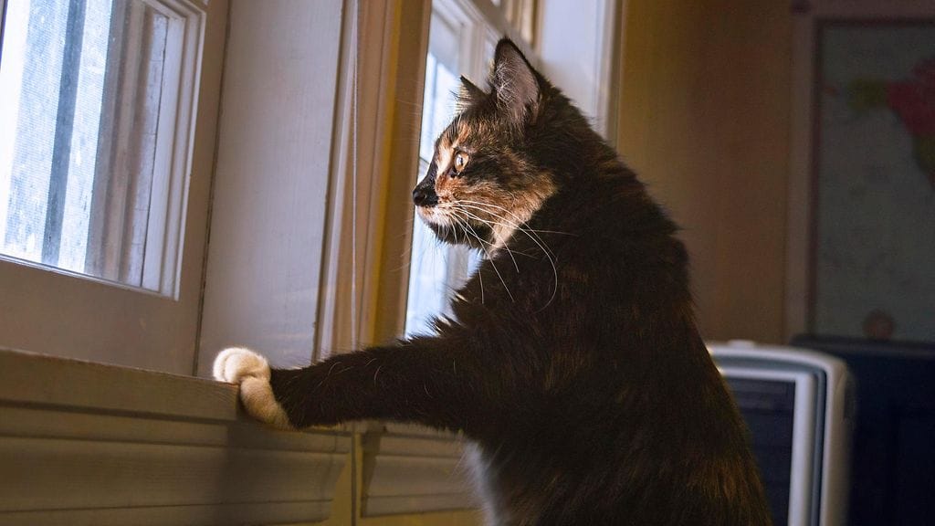 Jos lemmikin omistajalle sattuu jotain, lemmikki saatetaan unohtaa.