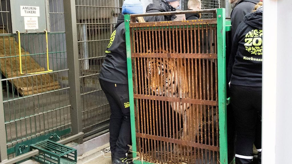 Amurintiikeri Odriksen kuljetuslaatikko kannettiin tiikereiden takatiloihin Korkeasaaressa 11. marraskuuta 2025.