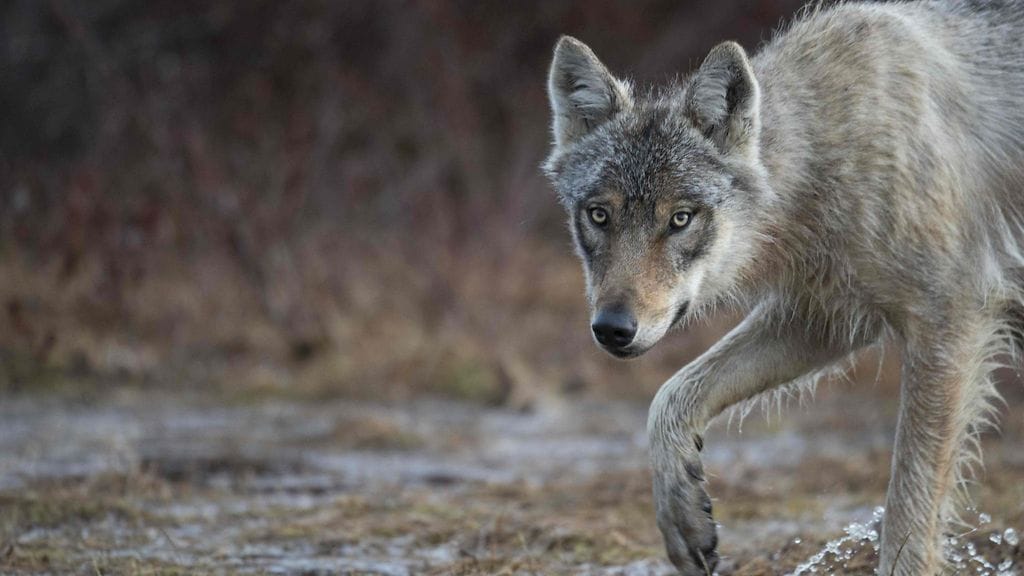 Susi Itä-Suomessa toukokuussa 2022.