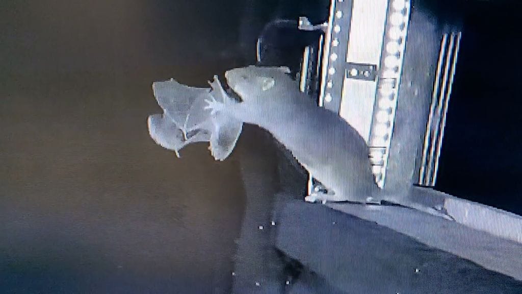 Rotta saalistaa lentävää lepakkoa