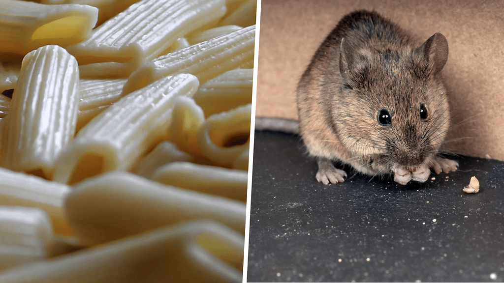 Ruokaa ehdittiin tarjota 59 ihmiselle ennen hiiren löytymistä. Kuvituskuva.