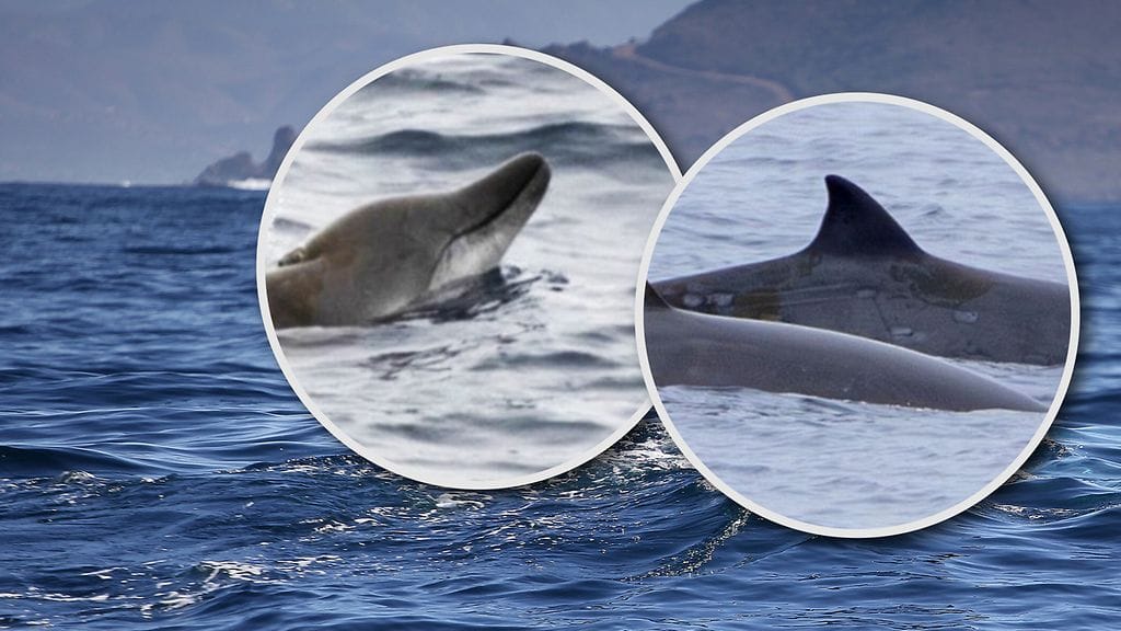Mesoplodon ginkgodens -nokkavalaat (kuvassa) nähtiin Meksikon pohjoisella rannikolla.