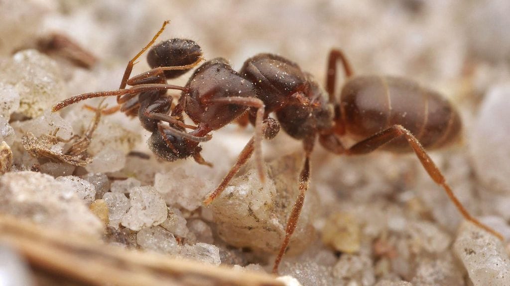 Kuvassa Lasius umbratus eli varjotuoksukeltiäinen.