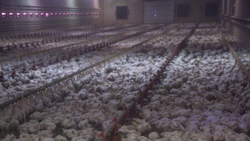 Suomalaisissa teurastamoissa hylättiin viime vuonna lähes neljä miljoonaa broileria. Kuvassa broilereita kasvattamossa.