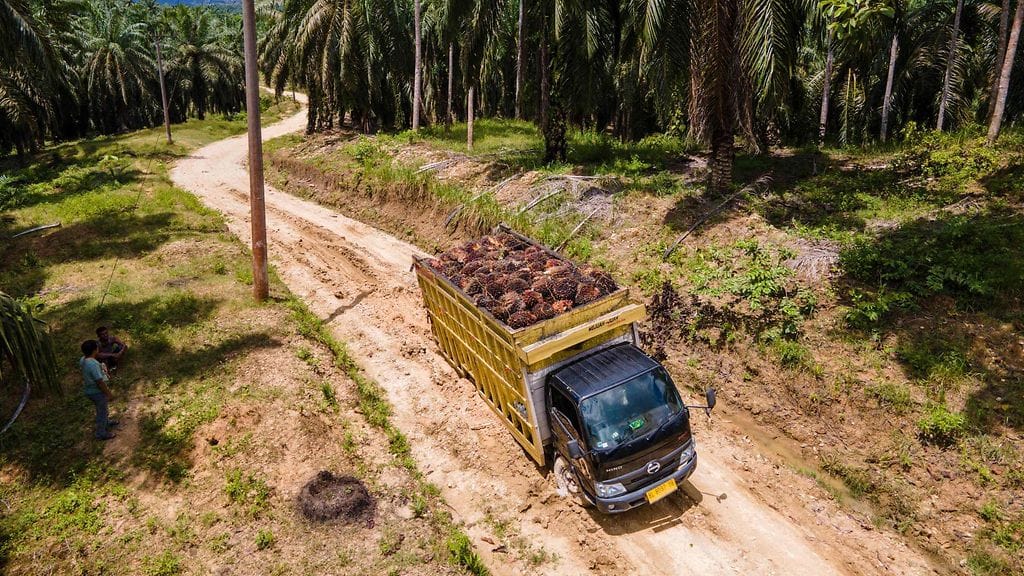 Öljypalmuilla lastattu kuorma-auto juuttui hiekkatielle plantaasilla Indonesiassa syyskuussa.