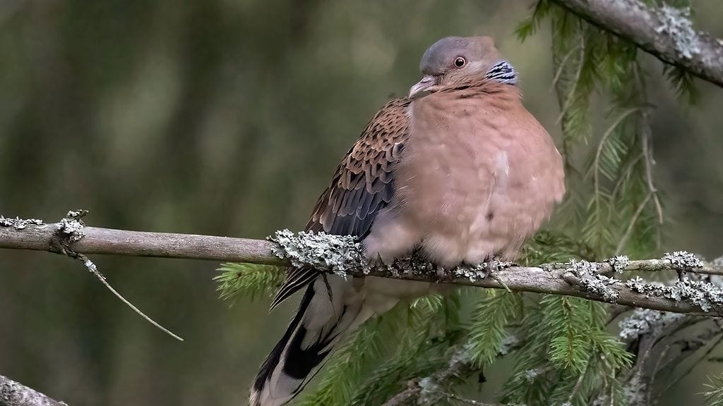 Idänturturikyyhky Oriental turtle dove meena 2n