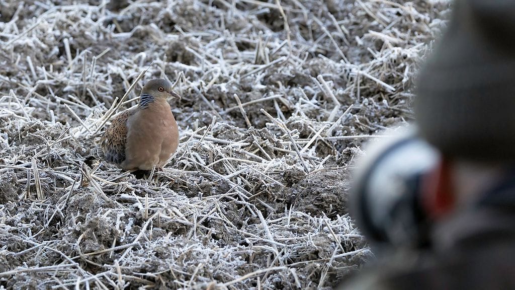 Idänturturikyyhky Oriental turtlr dove meena 2m