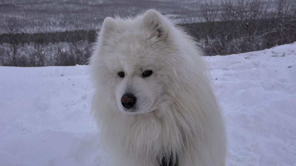 Igor, Karpoffin koira