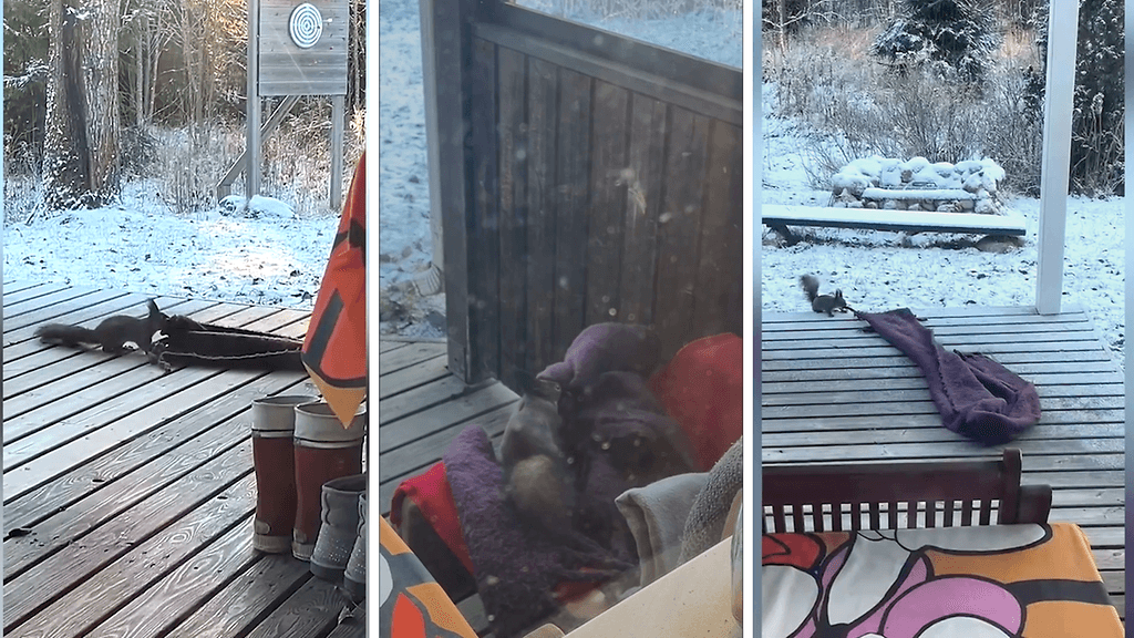 Röyhkeä pörrö yritti viedä Kaisan vanhempien terassiviltin – katso video sinnikkäästä kolttosesta