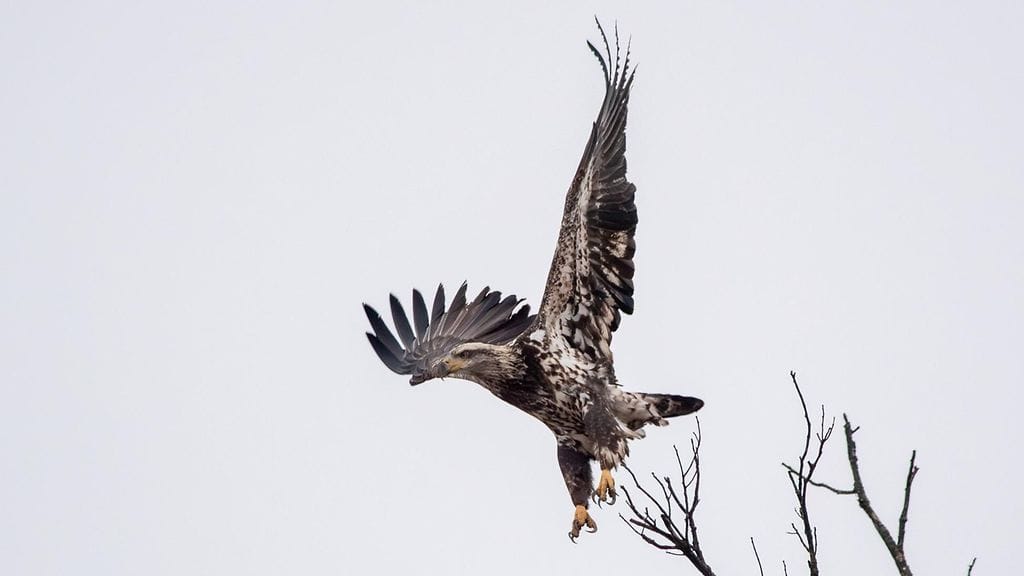 Valkopäämerikotka, joka tunnetaan puhekielessä myös nimillä amerikankotka ja kaljupääkotka, kuvattuna Indianan osavaltiossa Yhdysvalloissa marraskuussa 2025. Kuvan valkopäämerikotka ei tiettävästi liity artikkelin kissanpudotustapaukseen.