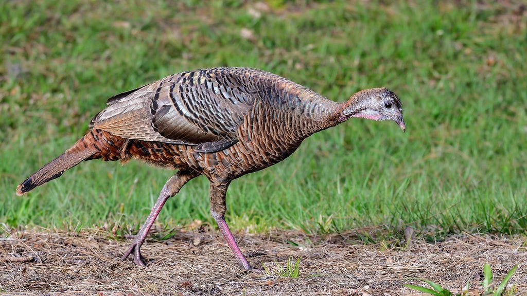 Kuvituskuvassa villikalkkuna Floridassa.