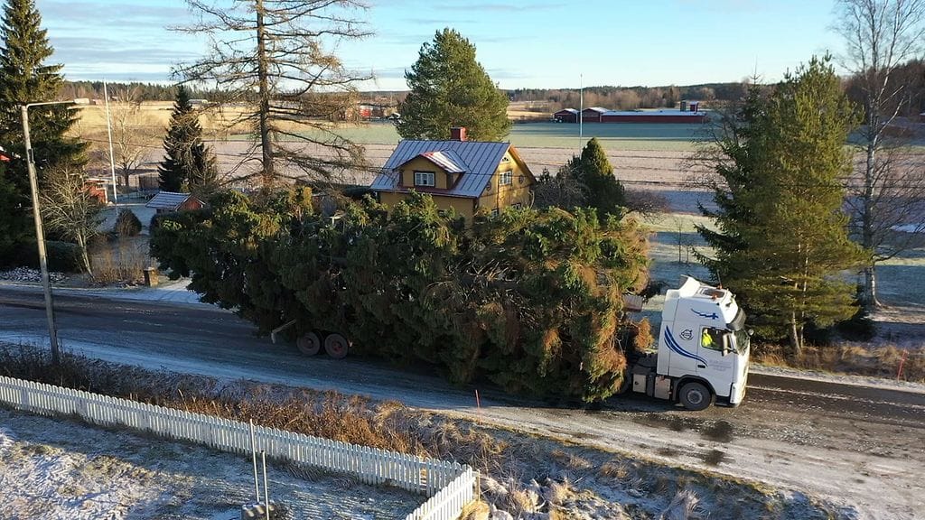 MTV Turun Tuomiokirkon joulukuusi noudettiin kolmannen kerran peräkkäin Mynämäeltä.