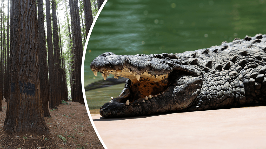 Tutkimuslöydön mukaan muinaiset krokotiilit saattoivat saalistaa puista käsin.