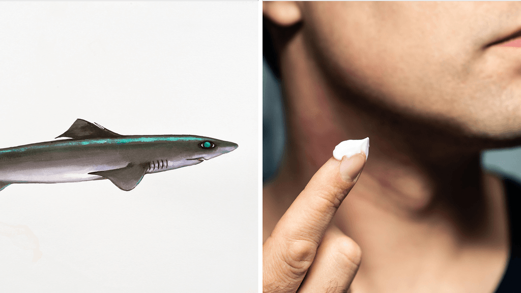 Nystypistinhaiden maksaöljy on erityisen kiinnostavaa, koska se sisältää paljon kosmetiikkateollisuudessa käytettävää, kosteuttavaa skvaleenia.