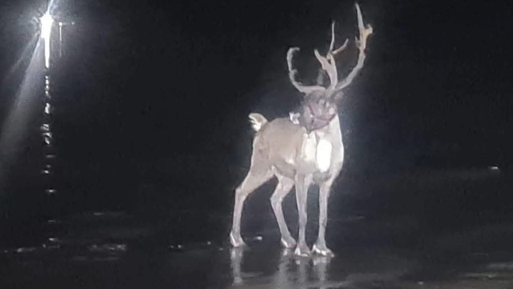 Buddy-poro karkasi joulutapahtumasta hiekkadyyneille Britanniassa.