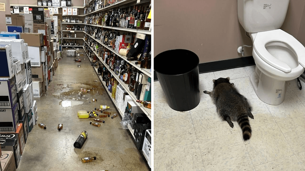 Piirikunnan eläinsuojelu nappasi ”naamioituneen” ryövärin kiinni.