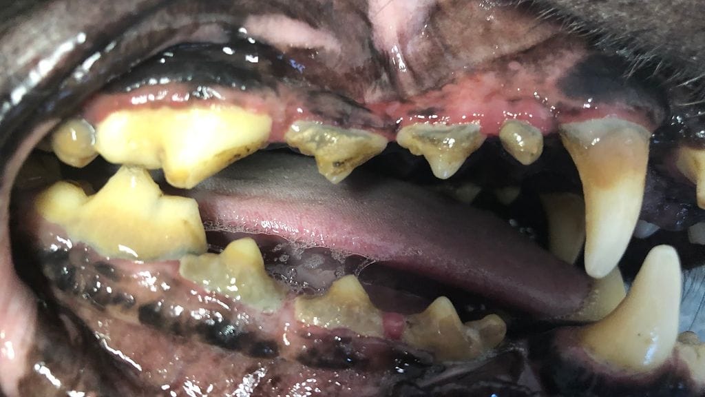 Koiran suussa oli erittäin paljon hammaskiveä. Koiralta jouduttiin poistamaan jopa 13 hammasta.