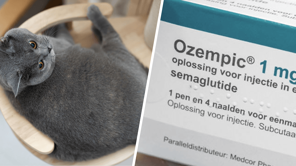 Painonhallinnalla voidaan saavuttaa kissoilla merkittävää terveyshyötyä.