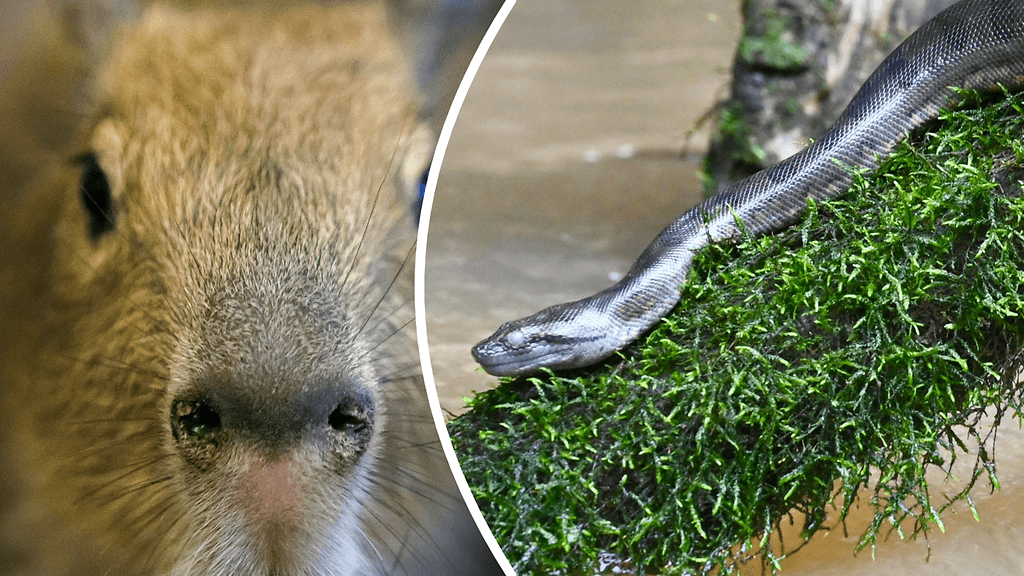 Anakondat saalistavat muun muassa capybaroja.