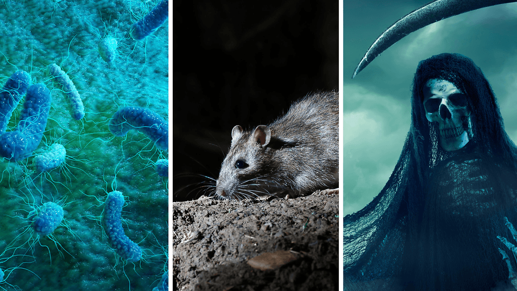 Arvioiden mukaan musta surma tappoi pelkästään Euroopassa 25 miljoonaa ihmistä vuosien 1347 ja 1351 välisenä aikana.