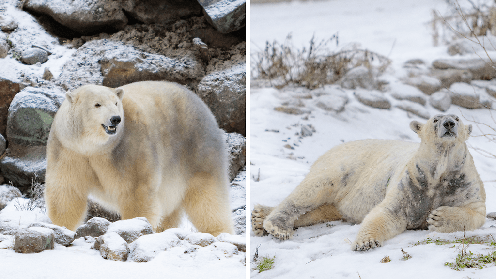 Ranuan eläinpuiston uudet jääkarhut Inuvik ja Kara.