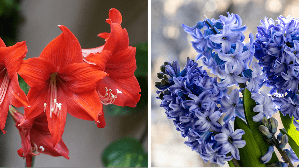 Joulukukat on syytä ostaa hyvissä ajoin.