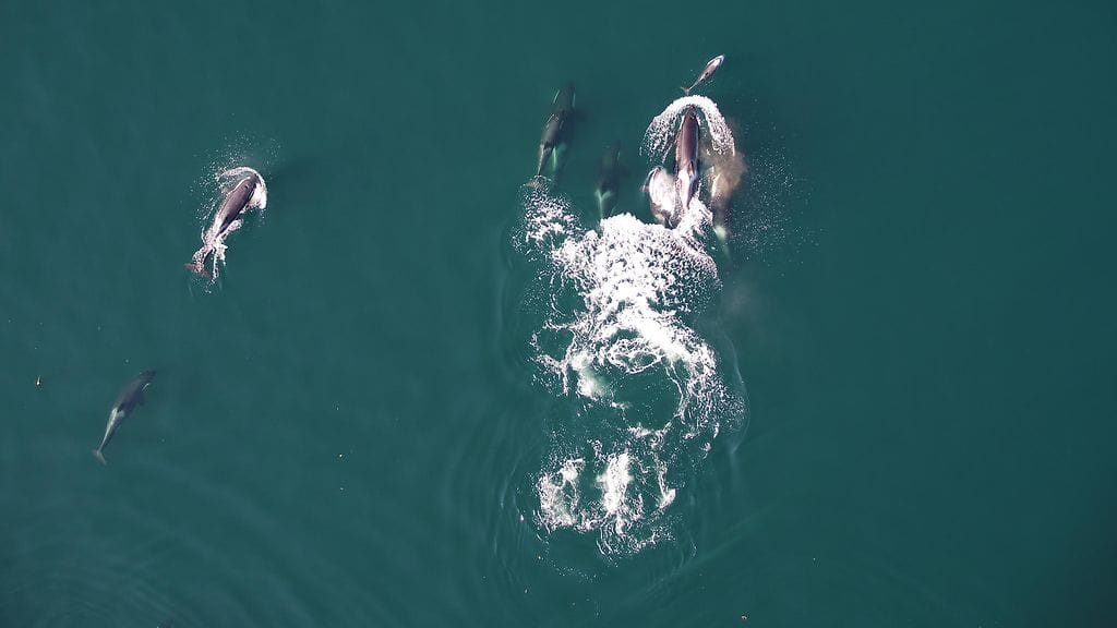 Miekkavalaat löysivät "kumppanin" delfiineistä