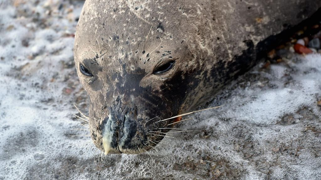 AOP Munkkihylje (Monachus monachus) on Välimerellä ja sen ympäristössä elävä uhanalainen hyljelaji. Kuvan hylje on Kreikasta.