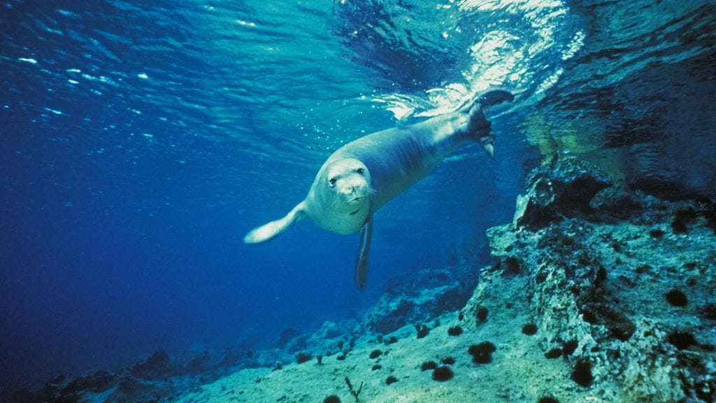 AOP Munkkihylje (Monachus monachus) sukelluksissa Kreikassa Välimerellä.
