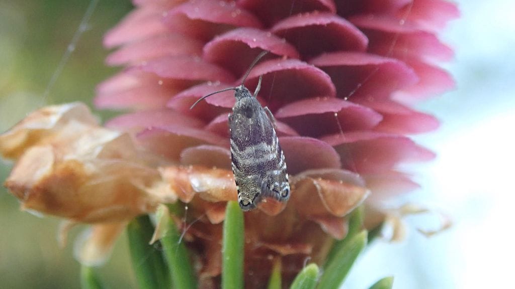 Kuusenkäpykääriäinen viihtyy nimensä mukaan kävyn äärellä. Tämän pikkuperhosen voi saada kotiinsa aidon joulukuusen mukana.