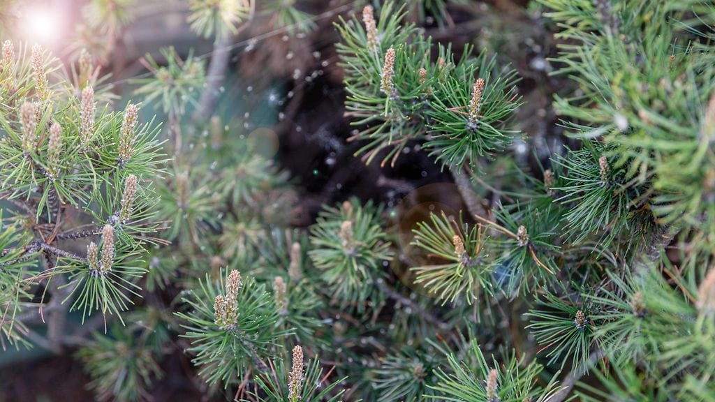 AOP Hämähäkinverkko joulukuusessa.