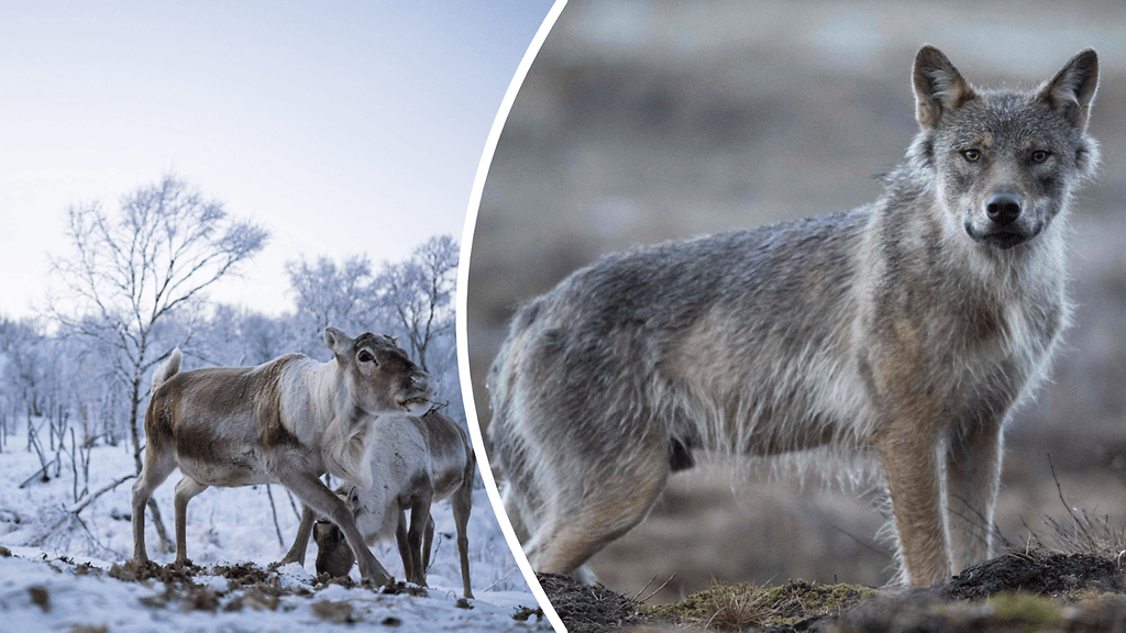 Vuonna 2025 on tilastoitu yli 2000 poroihin kohdistunutta susien hyökkäystä.