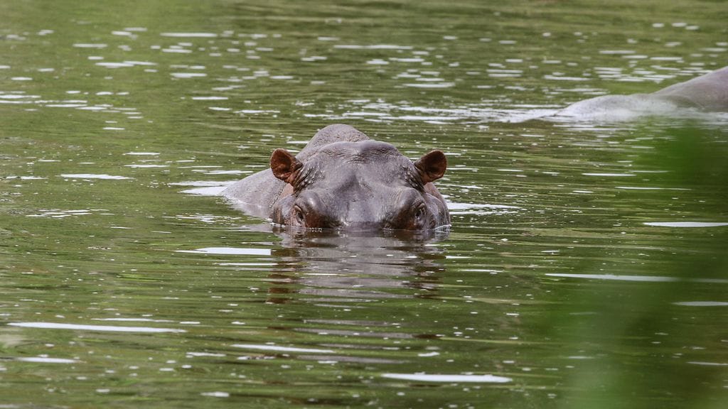 AOP kokaiinivirtahepo