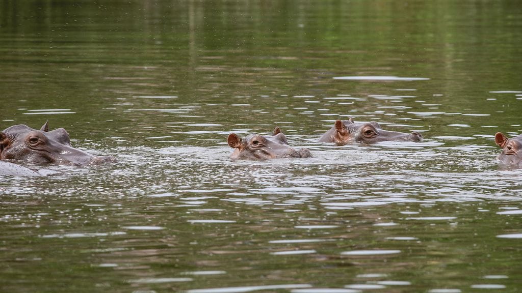 AOP kokaiinivirtahepo kolumbia