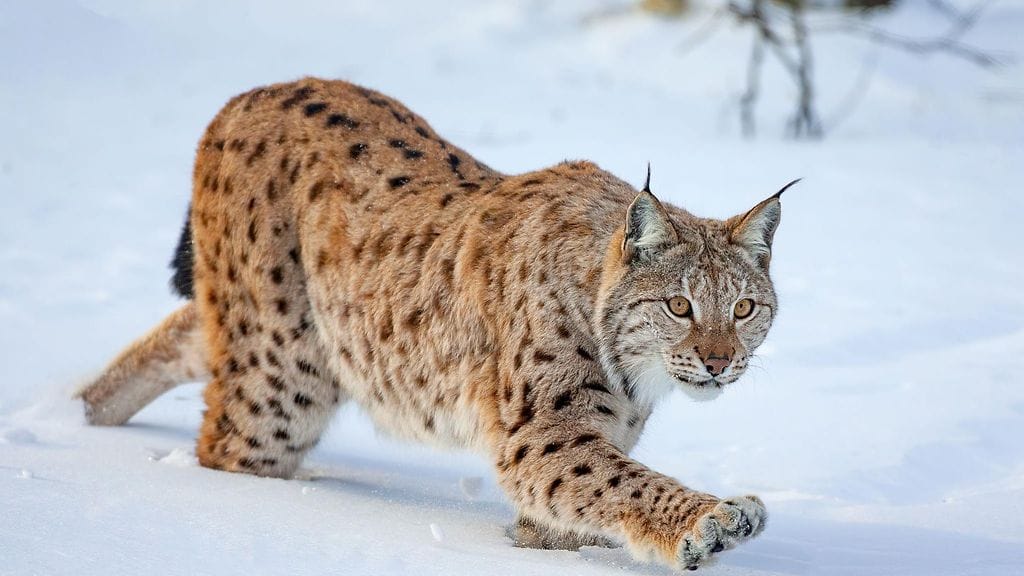 Pihoilla vieraillut ilves lopetettiin Keuruulla/kuvituskuva