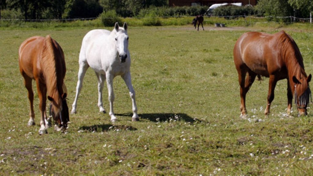 Lehtikuva/Sixten Johansson