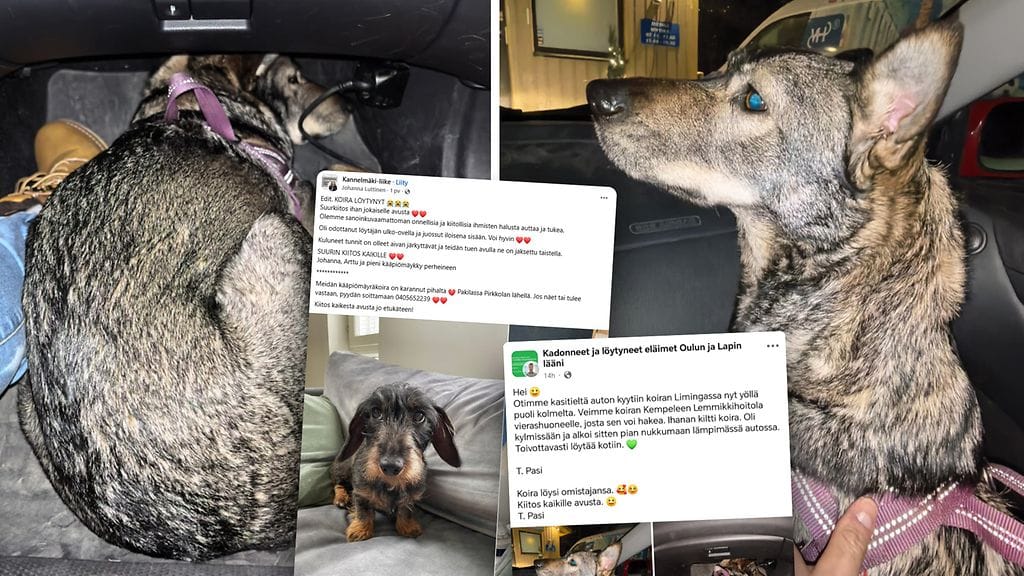 Kuvien kaksi koiraa pelastuivat uudenvuoden retkiltään onnen, auttavaisten ihmisten ja somen joukkovoiman ansiosta.