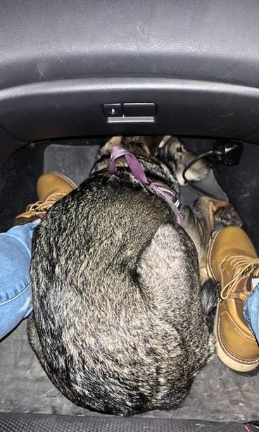 Tämä koira löytyi tienposkesta Oulusta uudenvuoden yönä. 1