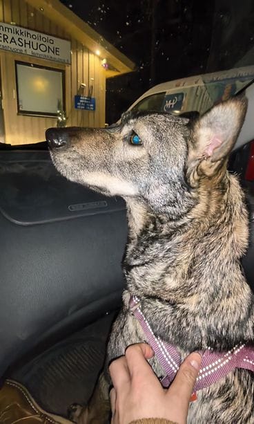 Tämä koira löytyi tienposkesta Oulusta uudenvuoden yönä. 2