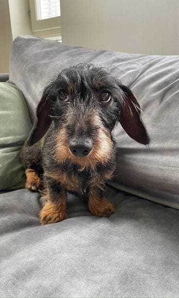 Iida-koira katosi Helsingissä uutenavuotena. 1