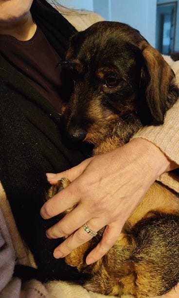 Iida-koira katosi Helsingissä uutenavuotena. 2