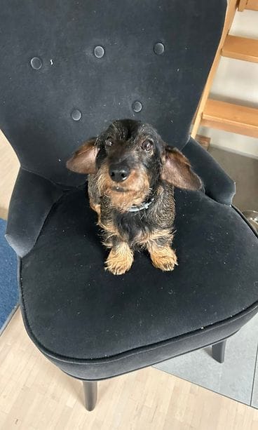 Johanna Luttisen IIda-koira.