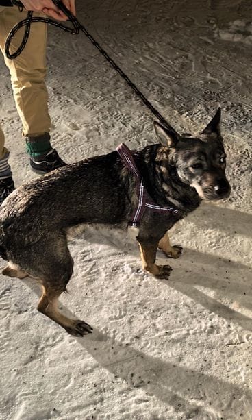 Oululaiset Pasi Palola ja Oscar David Colmenares Barbudo olivat uudenvuoden yönä ajamassa autolla Kalajoelta kotiin Ouluun, kun Limingan kohdalla metsän laidassa näkyivät heijastin ja kiiluvat silmät.