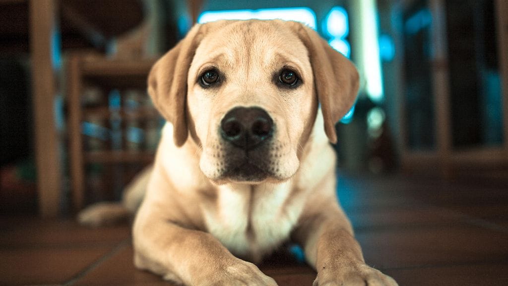 Labradorinnoutaja on vuodesta toiseen Suomen suosituin koirarotu.