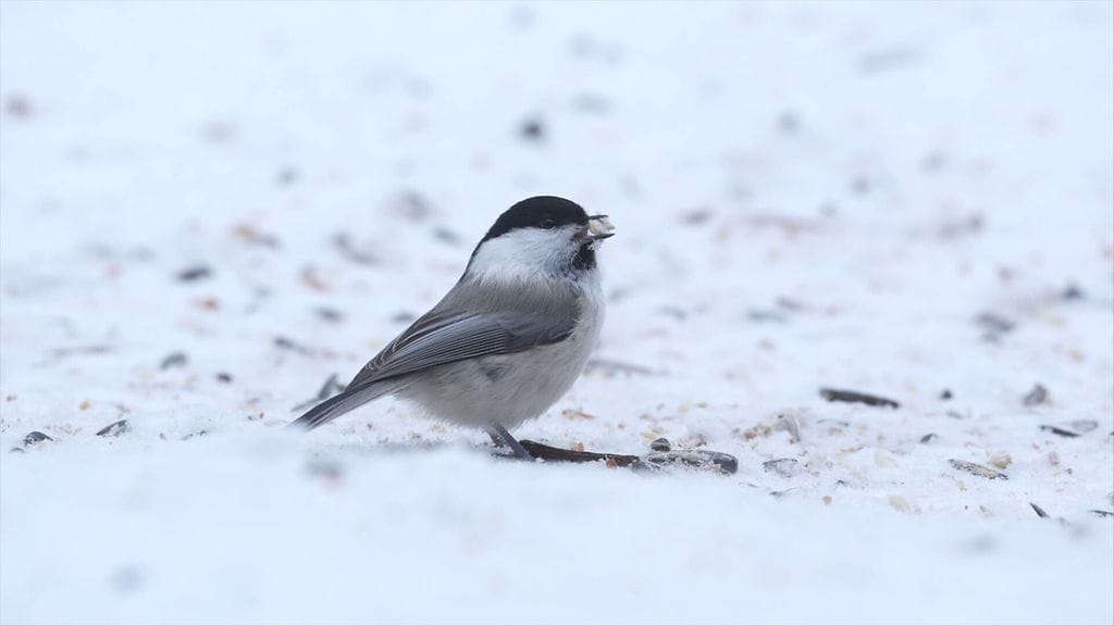 Hömötiainen, linnut